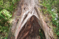 Hohler Baum Hohler Baum