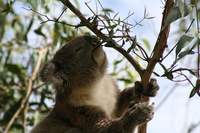 Koala Koala