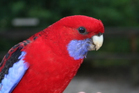 Rosella-Papagei Rosella-Papagei