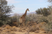 Giraffe Giraffe